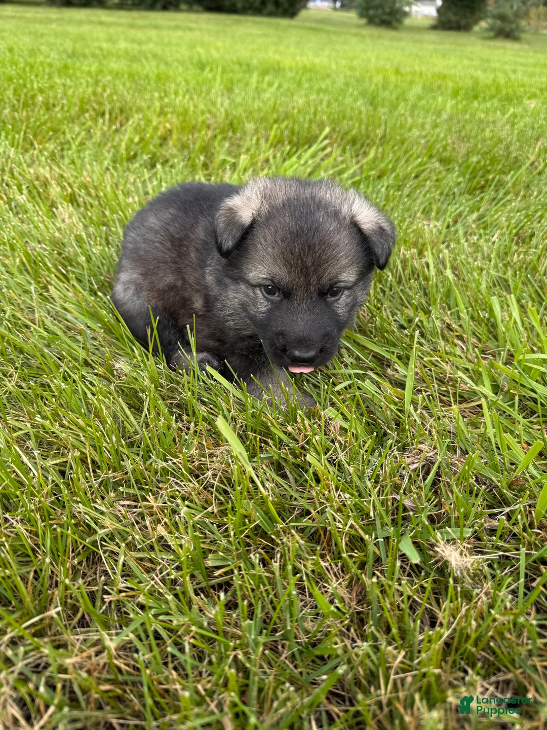 German Shepherd dogs for sale: Lighter sable boy - Ad 2