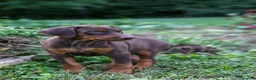 Doberman Pinscher dogs for sale: FRANCES - Ad 7