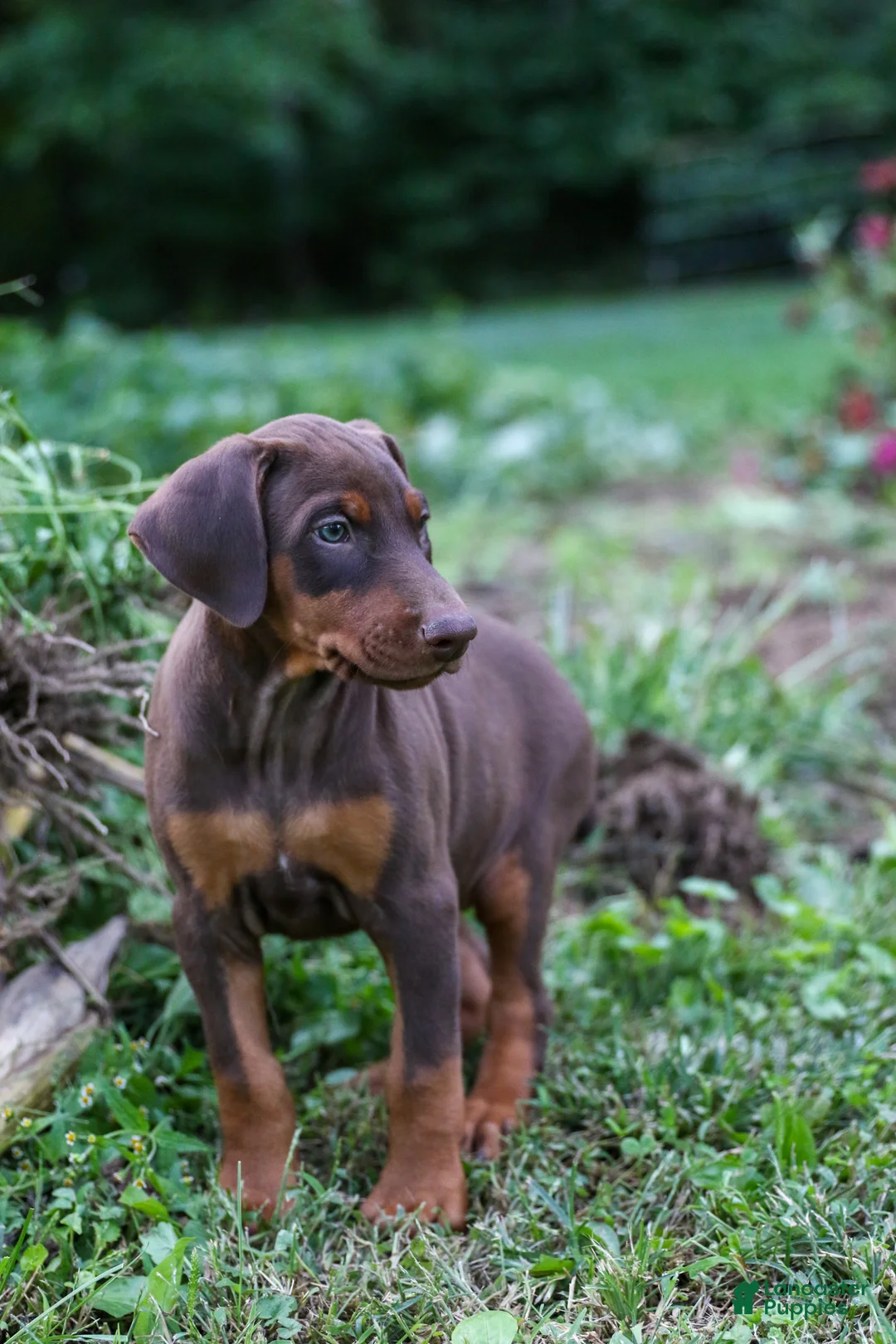 Doberman Pinscher dogs for sale: FRANCES - Ad 7