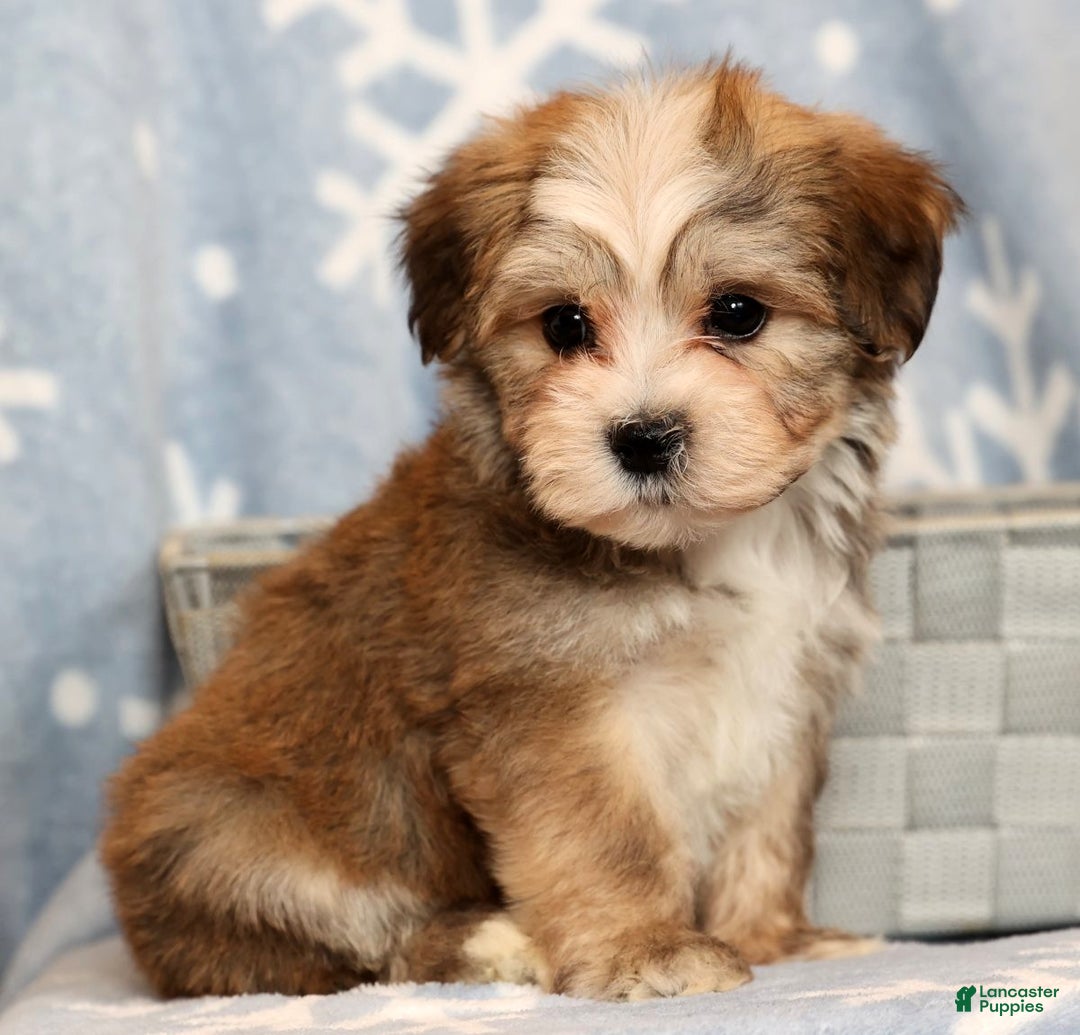 Yochon dogs for sale: Ollie - Ad 7