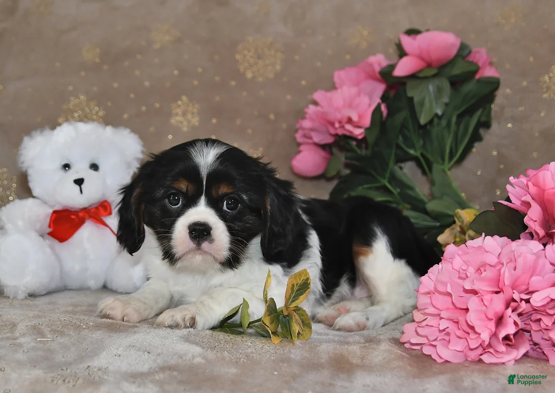 Cavalier King Charles Spaniel dogs for sale: Charlie - Ad 2