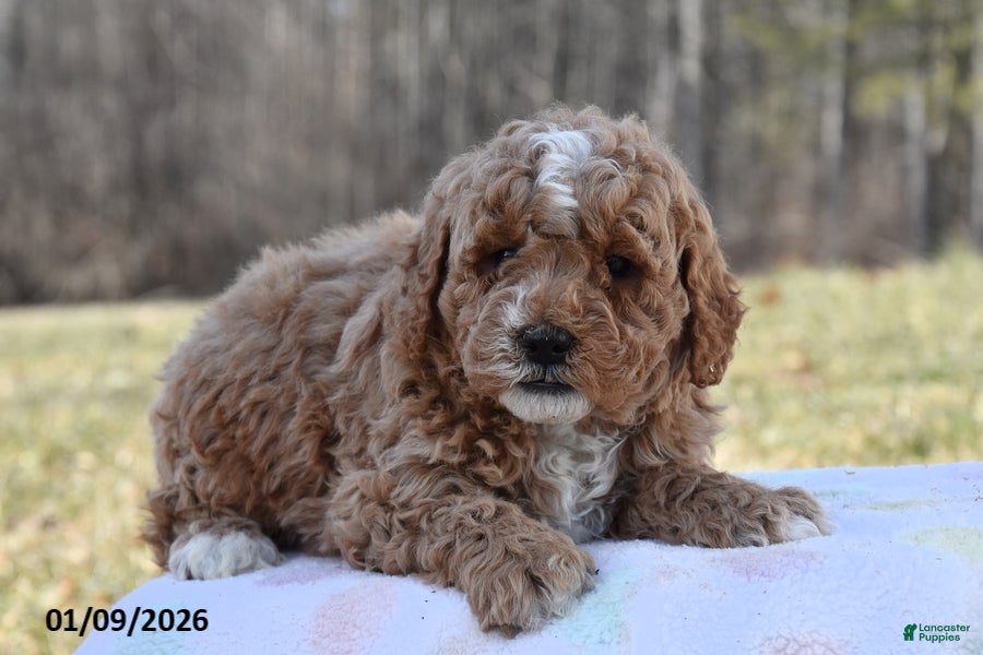 Miniature Poodle dogs Henry - Ad 40