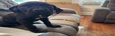 Cane Corso Puppy 3