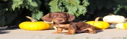 Dachshund dogs for sale: Mudge - Ad 7