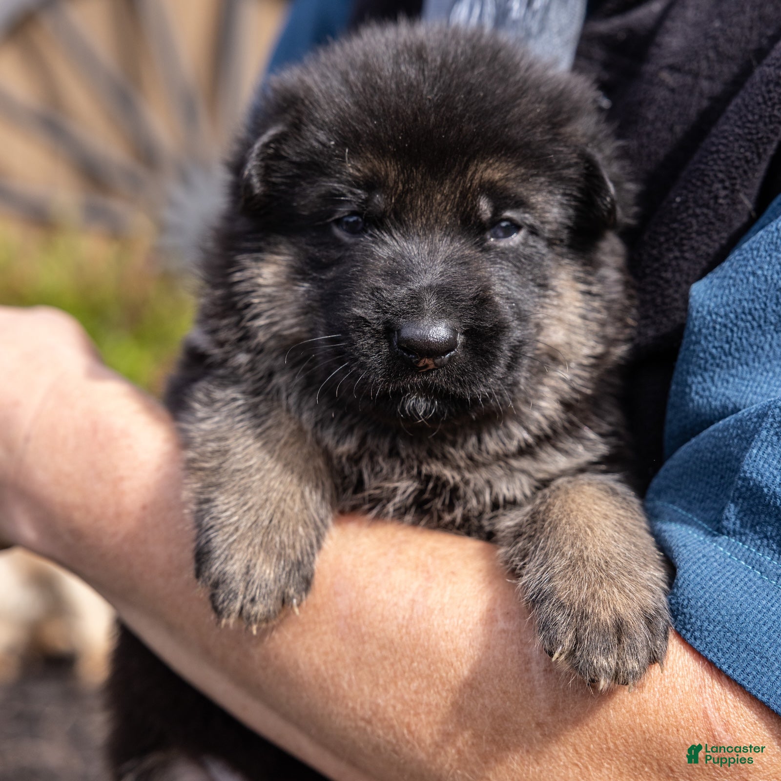 German Shepherd dogs Fudge  - Ad 2