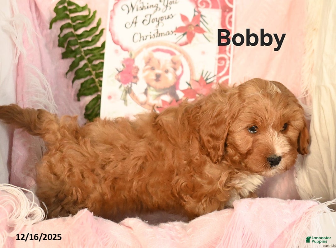 Cavapoo dogs for sale: Bobby - Ad 3