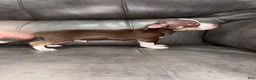 Chihuahua dogs for sale: Chihuahua 1 - Ad 4