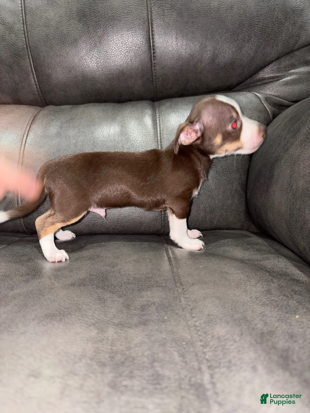 Chihuahua dogs for sale: Chihuahua 1 - Ad 4