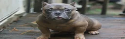 American Bully dogs for sale: Fawn Male - Ad 4