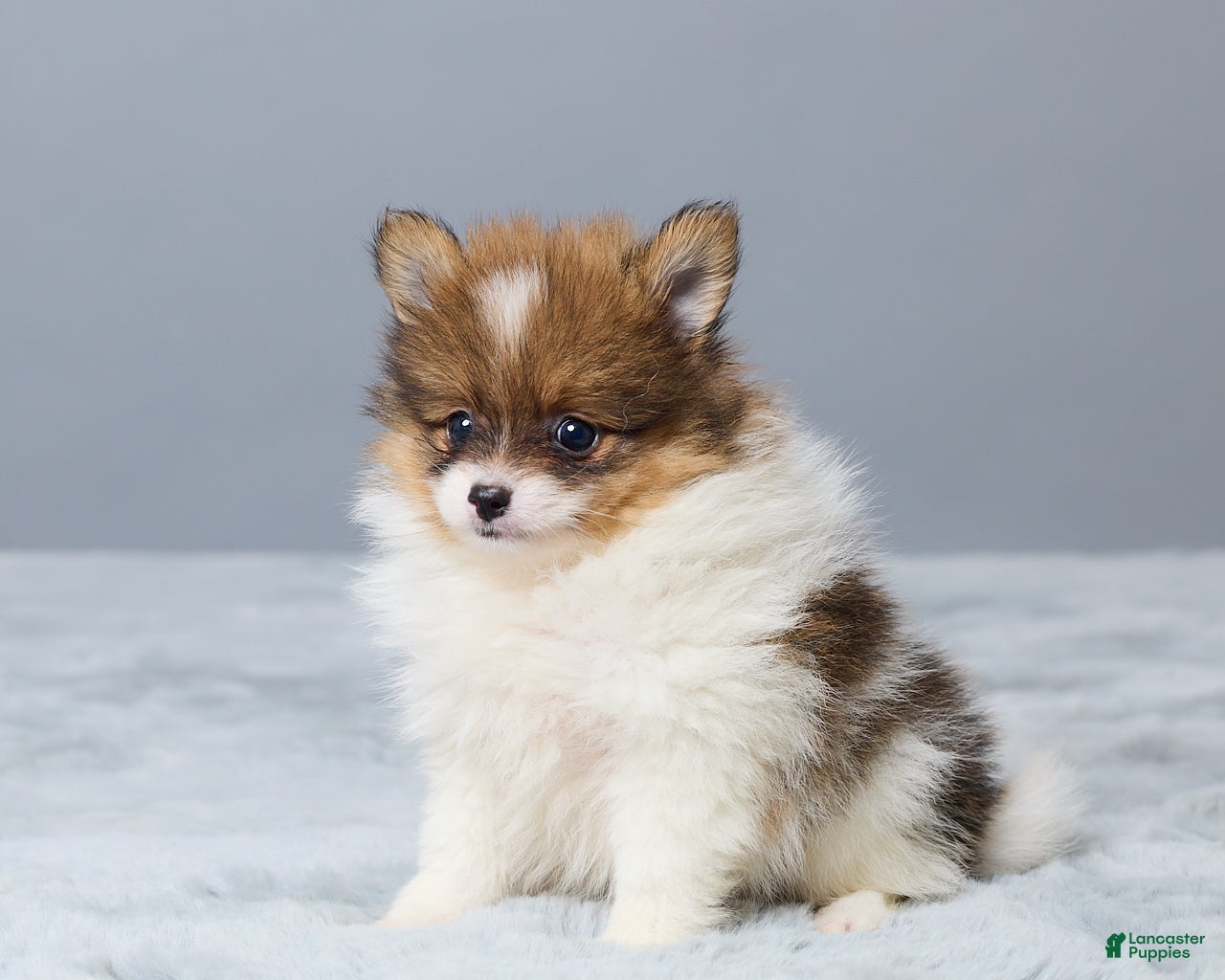 Pomeranian dogs Lyle - Ad 2