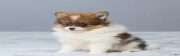Pomeranian dogs for sale: Lyle - Ad 2