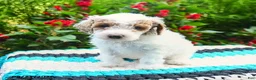 Mini Goldendoodle dogs for sale: Champ  - Ad 8
