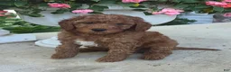 Cavapoo dogs for sale: Teddy - Ad 5