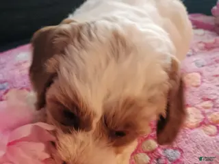 Cockapoo dogs for sale: Princess - Ad 4