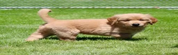 Golden Retriever dogs for sale: Ollie - Ad 3