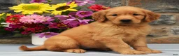 Golden Retriever dogs for sale: Sabrina - Ad 3
