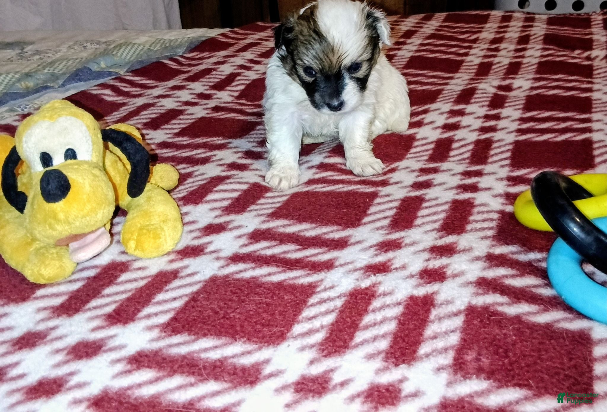 Mixed Breed dogs for sale: Snow White  - Ad 4
