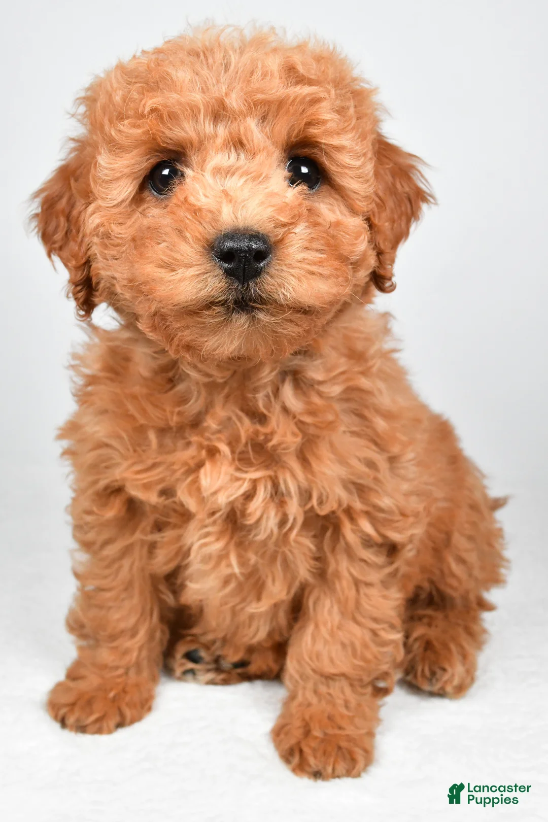 Mini Goldendoodle dogs for sale: Pearl - Ad 9