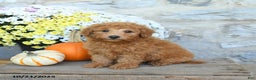 Miniature Poodle dogs for sale: Skipper - Ad 2