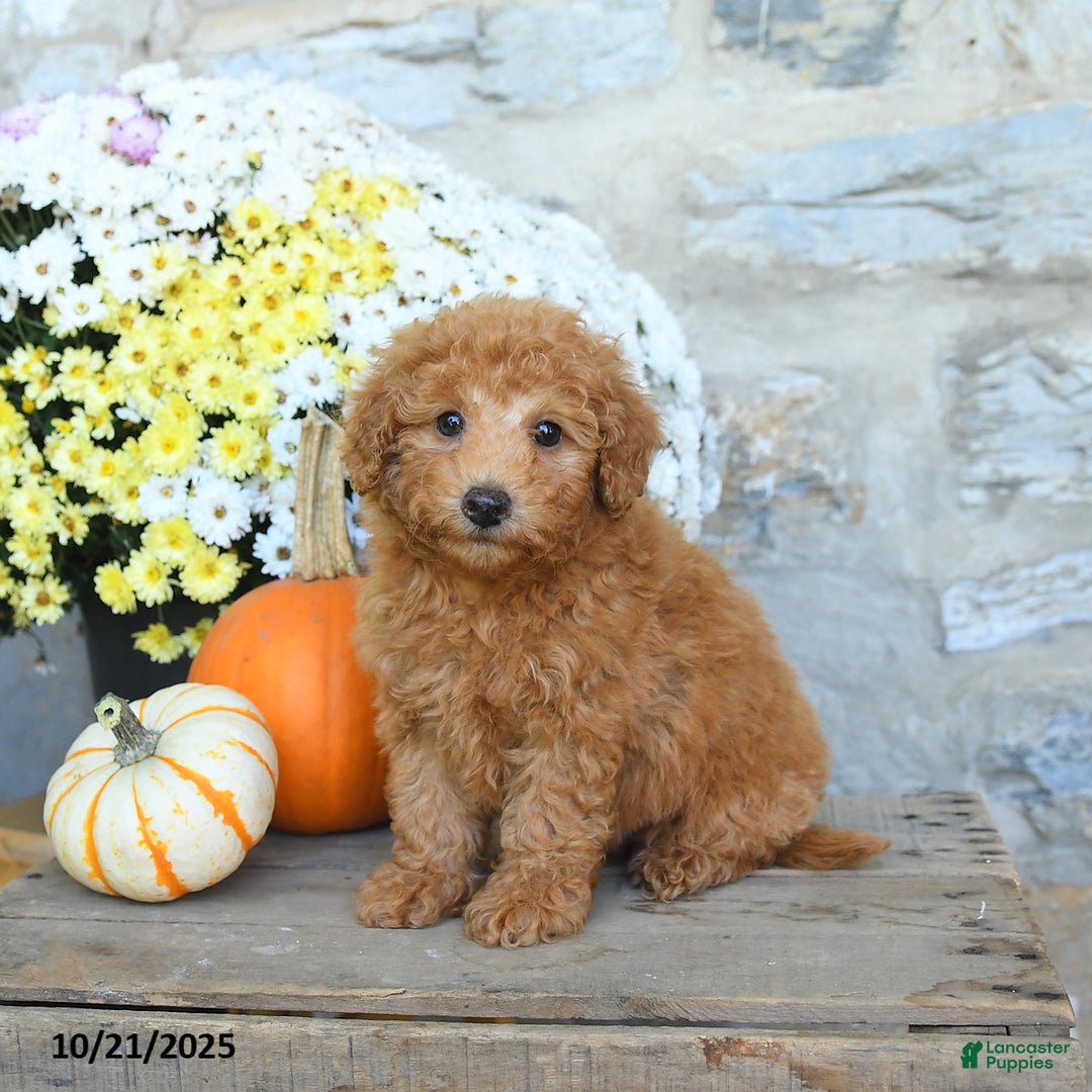 Miniature Poodle dogs for sale: Skipper - Ad 2
