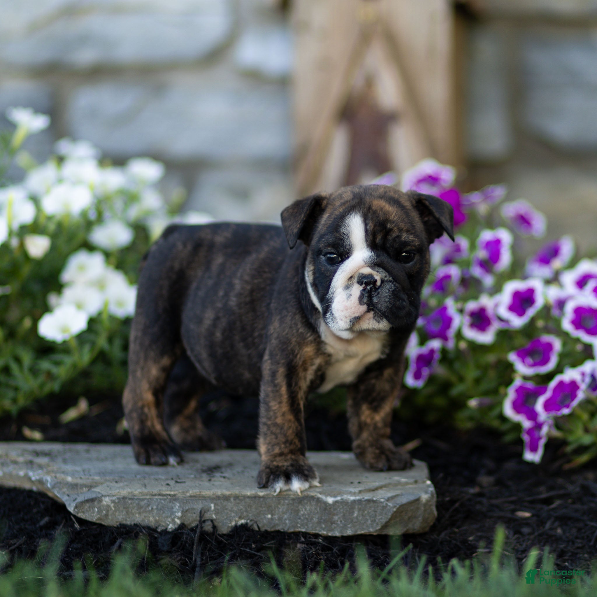 English Bulldog dogs Winston English Bulldog  - Ad 2