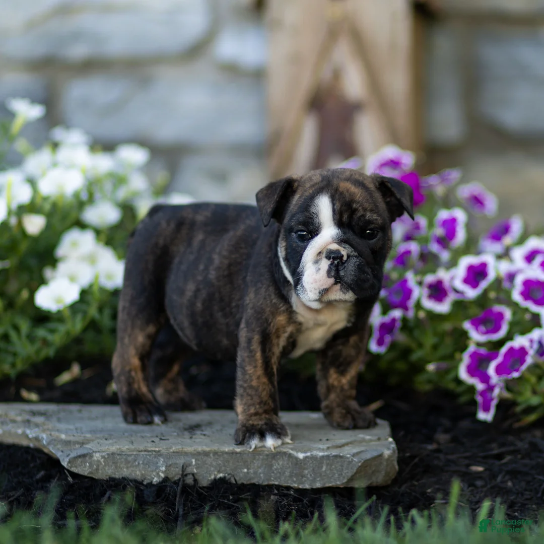 English Bulldog dogs for sale: Winston English Bulldog  - Ad 2