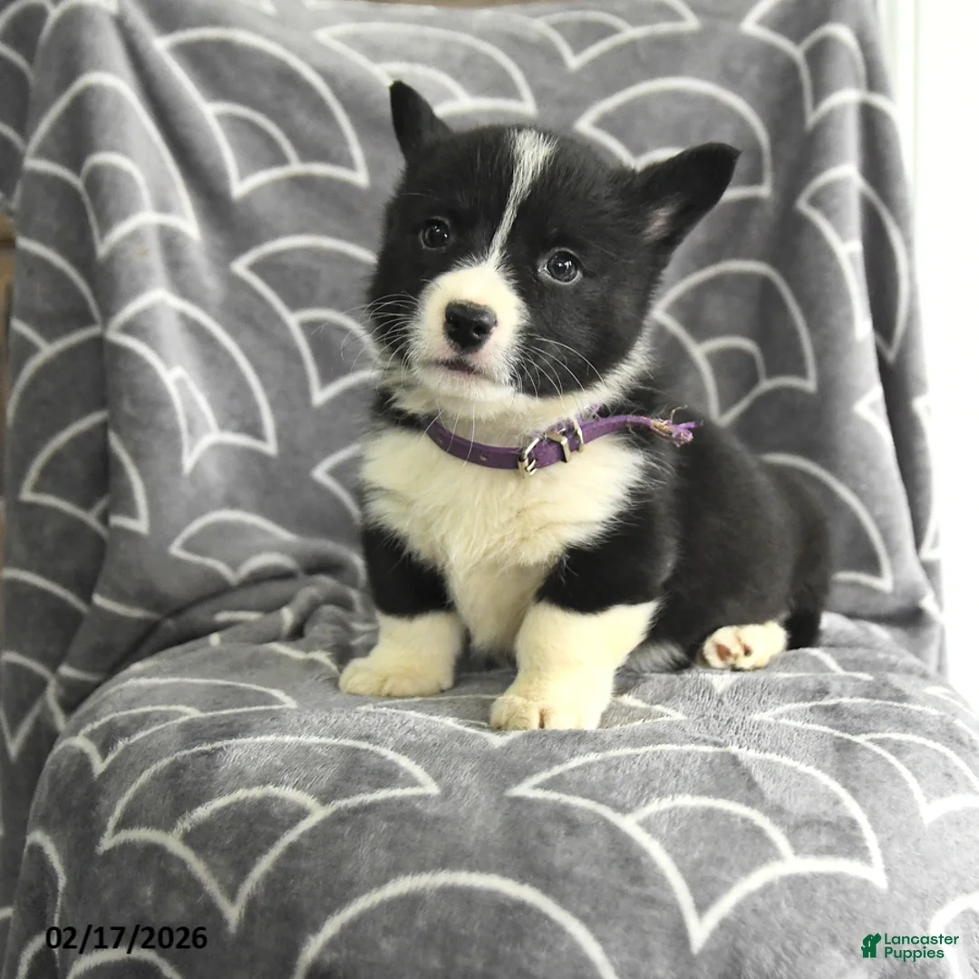 Welsh Corgi Pembroke dogs for sale: Karis - Ad 1