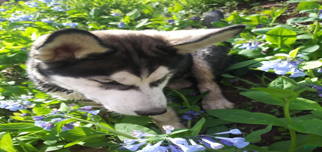 Gallery Image {{count}}