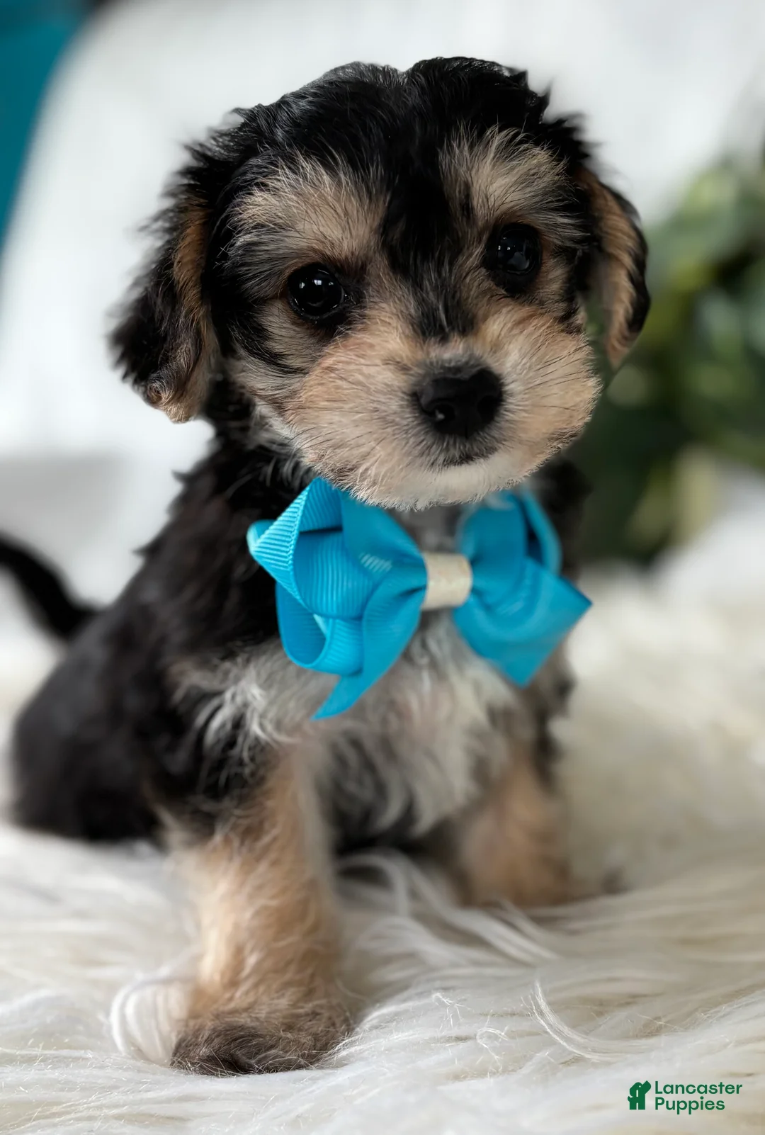 Morkie dogs for sale: Preston - Ad 18