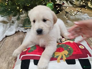 Golden Retriever dogs Golden Retriever Puppy 8 - Ad 8