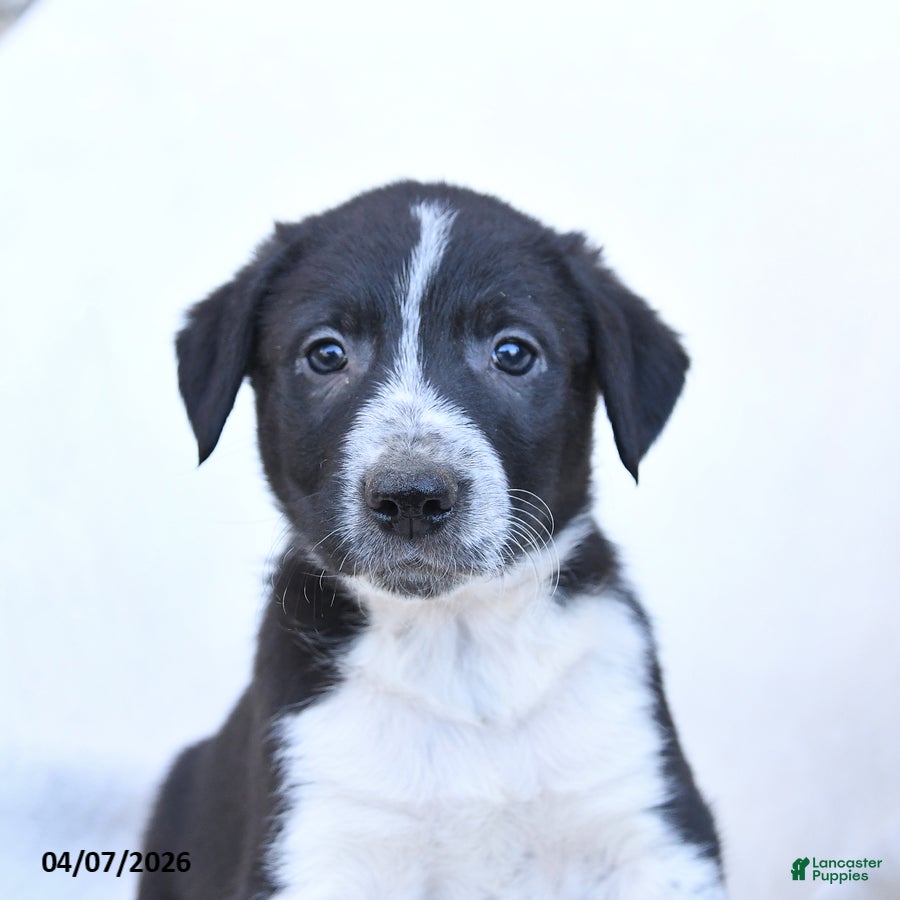 Border Collie dogs Freckles - Ad 2