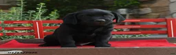 Labrador Retriever dogs for sale: Buster - Ad 4