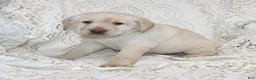 Labrador Retriever dogs for sale: Ruby - Ad 1