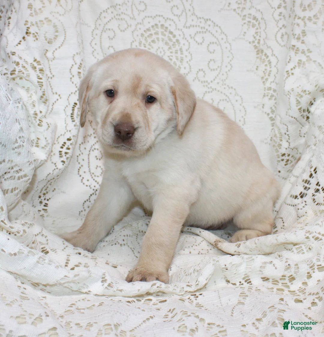 Labrador Retriever dogs for sale: Ruby - Ad 1