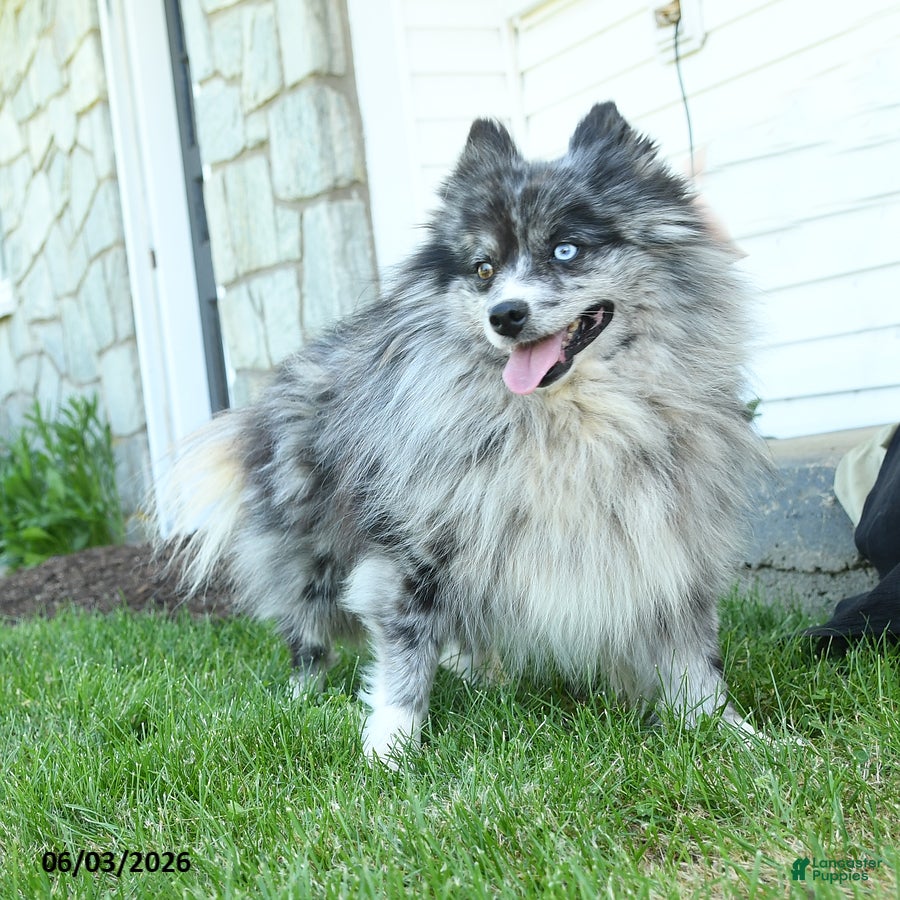 Pomsky dogs for sale: Cody - Ad 1