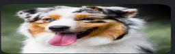 Australian Shepherd dogs for sale: Australian Shepherd 3 - Ad 7