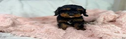 Cavapoo dogs for sale: Tootsie 🎀 - Ad 3