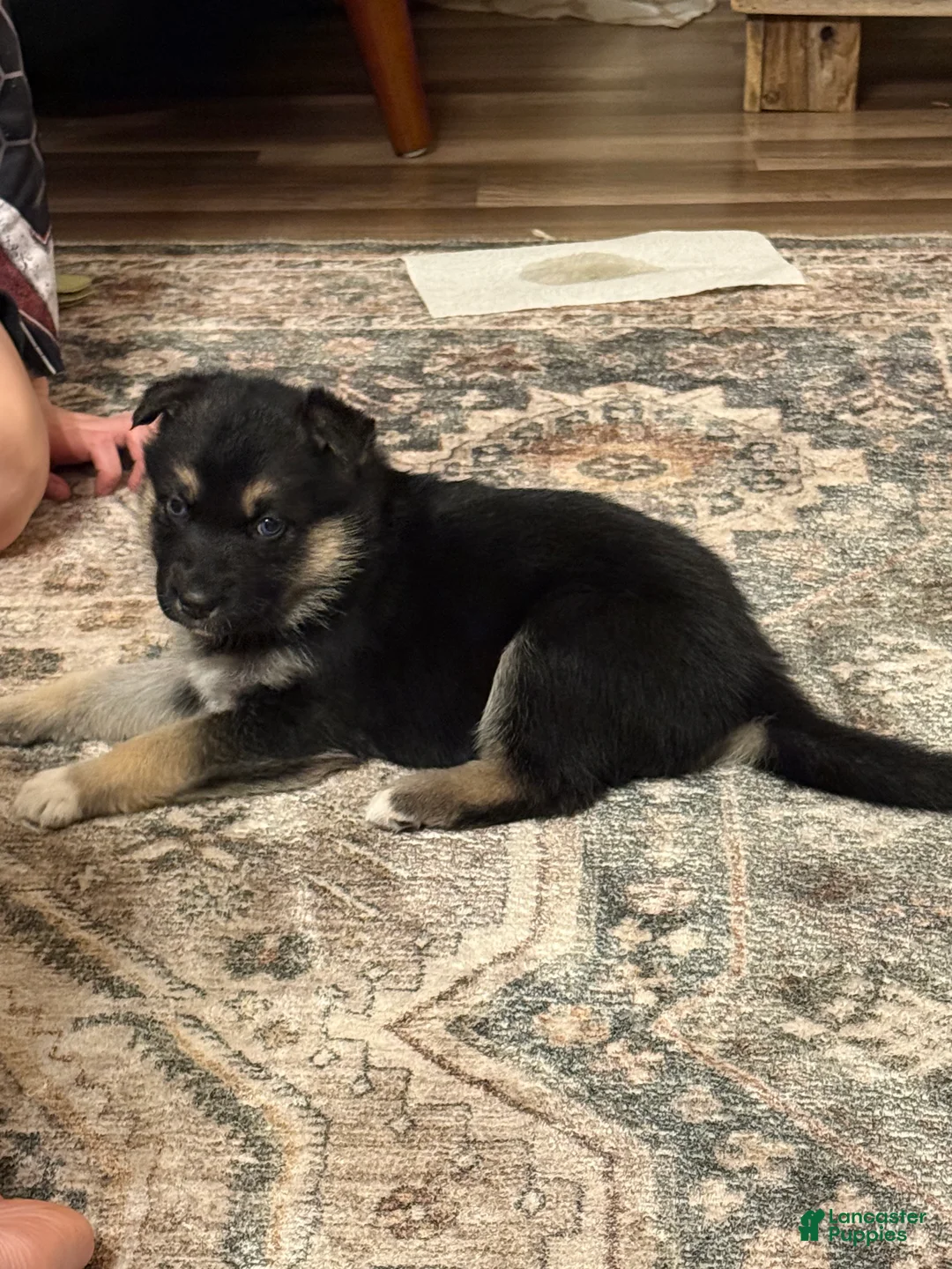 Gerberian Shepsky dogs for sale: Gerberian Shepsky Puppy 1 - Ad 1
