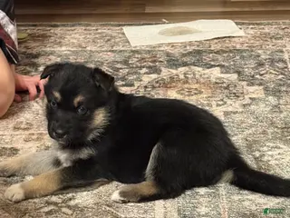 Gerberian Shepsky dogs Gerberian Shepsky Puppy 1 - Ad 12