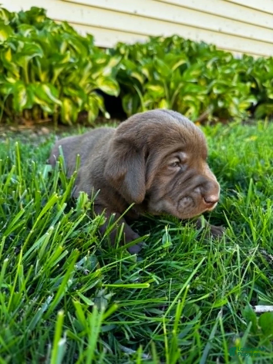 Labrador Retriever dogs for sale: Pierre - Ad 2