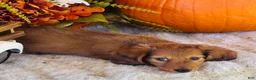 Miniature Dachshund dogs for sale: Boston (Longhair) - Ad 4