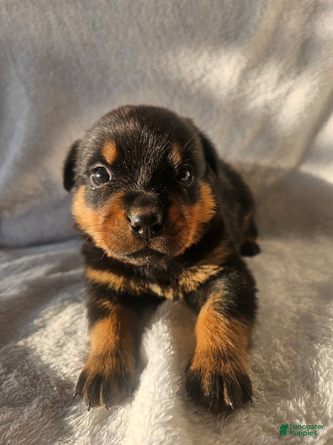 Rottweiler dogs for sale: Ranger - Ad 2