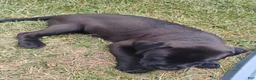 Boxador dogs for sale: Cheddar - Ad 5