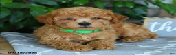 Maltipoo dogs for sale: Silas - Ad 5