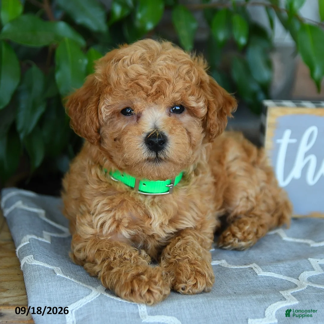 Maltipoo dogs for sale: Silas - Ad 5