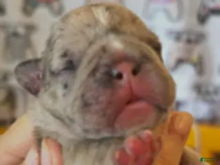 French Bulldog dogs for sale: Lilac Fawn Masked Male - Ad 3