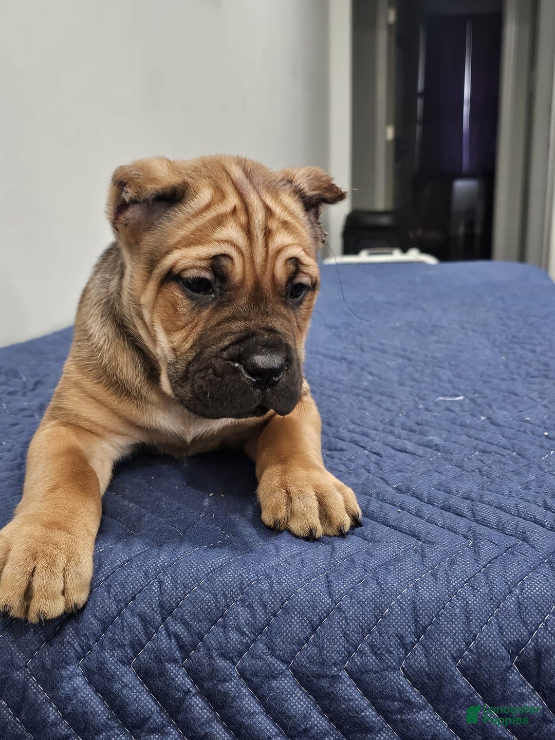 Cane Corso dogs for sale: BELLA - Ad 4