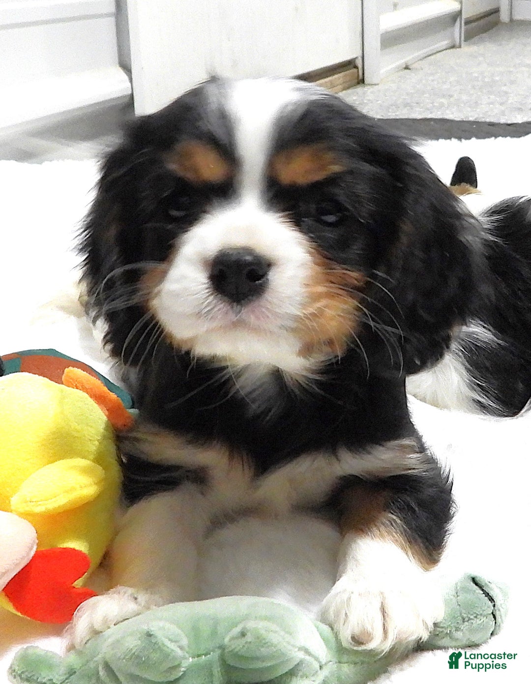 Cavalier King Charles Spaniel dogs for sale: Cavalier King Charles Spaniel Puppy 3 - Ad 1