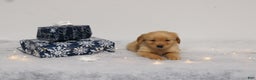 Golden Retriever dogs for sale: Tinsel - Ad 1
