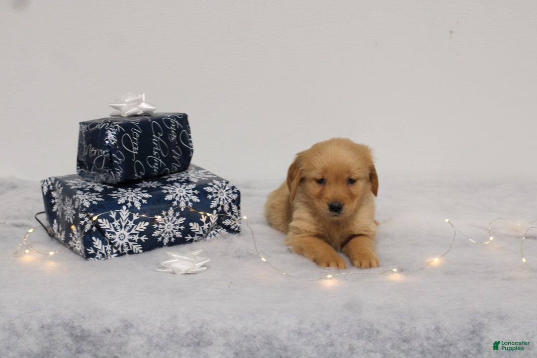 Golden Retriever dogs for sale: Tinsel - Ad 1